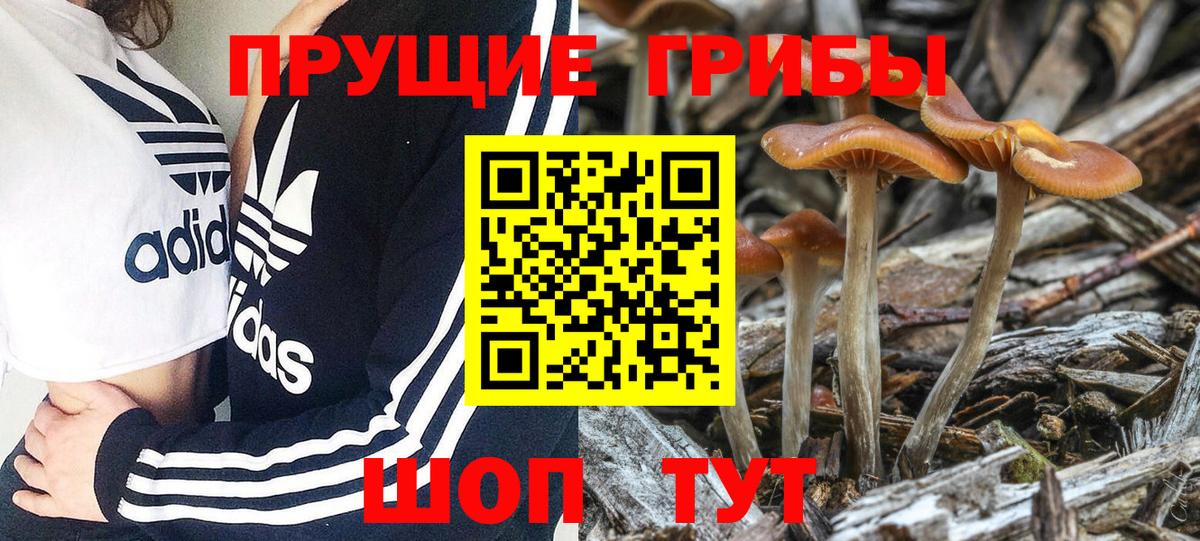 Джанкой  Галлюциногенные грибы Psilocybine cubensis  Вход с VPN 